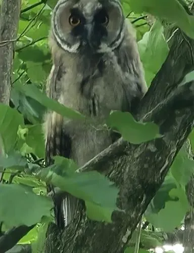 Du Golf & פאיירן